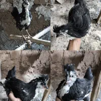 تخم نطفه دار گلین|حیوانات مزرعه|بن, |دیوار