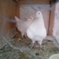 کبوتر کینگ شاهی|پرنده|مهریز, |دیوار