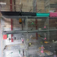 پرنده سرای بیزیم قناری در سیلاب قوشخانه|پرنده|تبریز, |دیوار