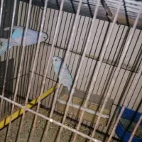 تعدادی مرغ عشق ابروبادی|پرنده|یزد, |دیوار