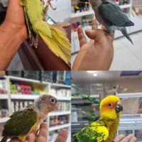 انواع طوطی سانان راهب گیرینچیک ملنگو عروس هلندی