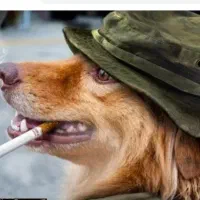 4عدد سگ معاوضه