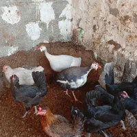 فروش مرغ محلی سیاه و ریشی|حیوانات مزرعه|چغادک, |دیوار