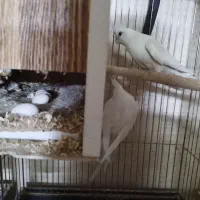 سه جفت عروس|پرنده|کاشان, باغ ماجد|دیوار