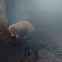 میش افشاری چاق  بره دار