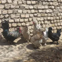 مرغ وخروس معاوضه با کفتر انگشتر هرچی|حیوانات مزرعه|مشهد, ثامن|دیوار