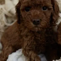 پودل|سگ|تهران, پاسداران|دیوار