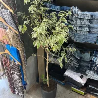 درخچه دو عدد|گل و گیاه طبیعی|تهران, یافت آباد جنوبی|دیوار