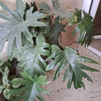 گیاه برگ انجیری (مانسترا)