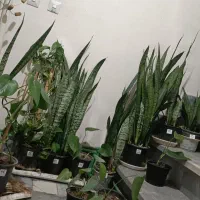 گل گیاه خانگی مقام