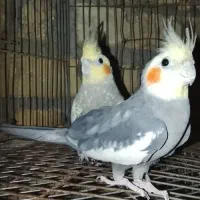 پرنده یه جفت عروس هلندی نرو ماده