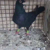 کفتر سیاه پلاکی درجه یک