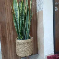 گل سانسوریا