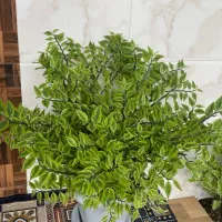 گل برق قاشقی