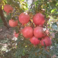 انار صادراتی لرستان بالاترین کیفیت