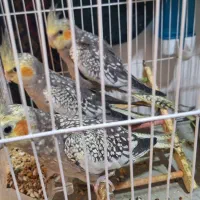 عروس هلندی زیبا|پرنده|دوگنبدان, |دیوار