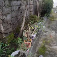 راهنمایی کافه شریکی|اجارهٔ مغازه و غرفه|رشت, آتشگاه|دیوار