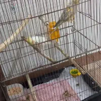 عروس هلندی جفت مولد