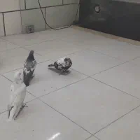 کبوتر|پرنده|محمدشهر, کوی بهار|دیوار