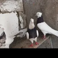 طوقی|پرنده|جم, |دیوار