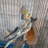 طوطی عروس هلندی و برزیلی و فنچ گلدین|پرنده|محمدیه-قزوین, |دیوار