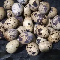 تخم نطفه دتر بلدرچین تازه