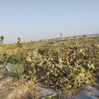 خربزه گوسفندی