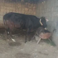 2 عدد گاو زایده و گوساله های نر توضیحاتو بخوان