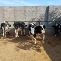 گوساله سیمینتال