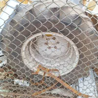 لاستیک و رینگ لدر،بیل بکهو