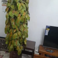 درخت مصنوعی با گلدون|گل مصنوعی|شیراز, بریجستون|دیوار