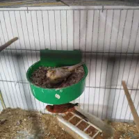 قناری ماده اماده|پرنده|کرمان, |دیوار