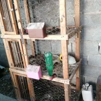 جفتگاه کبوتر