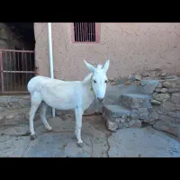 فروش الاغ سفید|حیوانات مزرعه|شیروان (خراسان), |دیوار