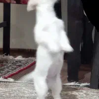 توله سگ|سگ|اردبیل, |دیوار