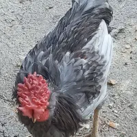 خروس گلین طوسی