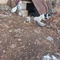 واگذاری توله سگ سرابی|سگ|سراب, |دیوار