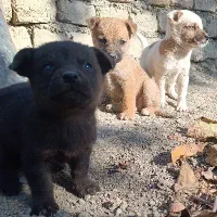 پاپی کوچولوهای چشم آبی|سگ|چناران, |دیوار