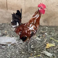 خروس لری اصیل