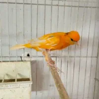 تعدادی قناری نر و ماده آماده