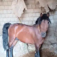 کره نریان 3به 4سال