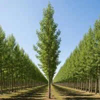 صنوبر مشهدی، انتخاب شماره یک شرق کشور|خدمات باغبانی و درختکاری|مشهد, سعد آباد|دیوار