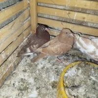 کارل میولمنز