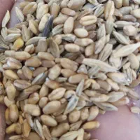 گندم دامی و بذری بدره