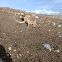 حیوانات مزرعه