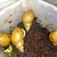 حلزون مولد|خزنده|ملارد, |دیوار