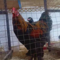 فروش تخم مرغ برهمااصیل|حیوانات مزرعه|اهواز, شهدای انتظامی|دیوار