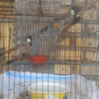 جفت مرغ عشق