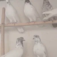 تعدادی کفتر کله دار پرشی وزیبا