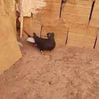 کفتر دم سفید